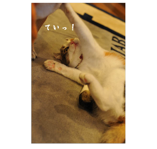 犬と遊びたい猫　コロちゃん、遊ぼうよ！_b0141397_1353927.jpg