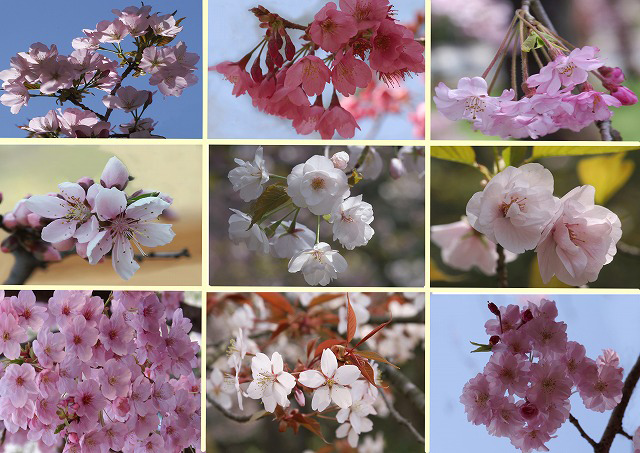 源氏物語文中の花 巻41 幻 あふひ草 梅 菊 蓮 桜 撫子 花橘 Etc 野草デジカメ日記 源氏物語文中の花 巻41 幻 あふひ草 梅 菊 蓮 桜 撫子 花橘 Etc 野草デジカメ日記