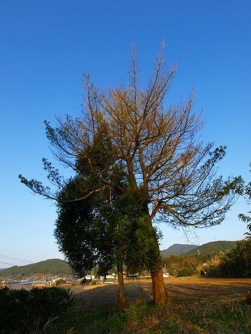 d0059213_8125946.jpg