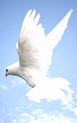 平和の象徴 鳩 がつくり出したもの 映画の心理プロファイル