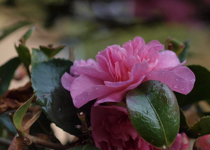 山茶花_c0116915_2255364.jpg