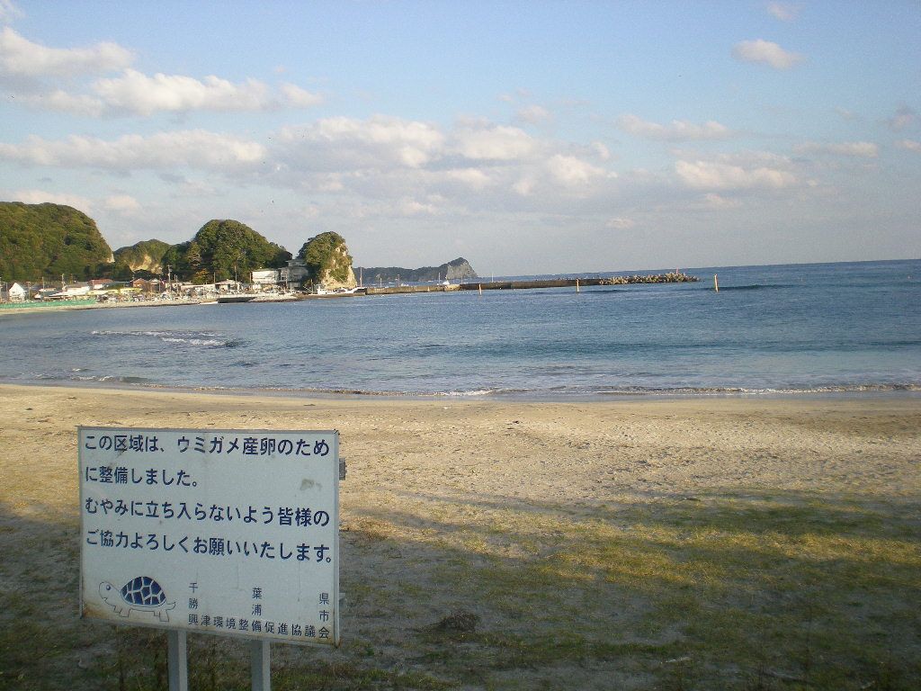 2008年12月18日(木)シロ君の海岸物語!_f0060461_20451565.jpg