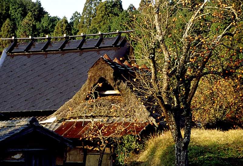 2008-09西山・紅葉 _c0185066_1019066.jpg