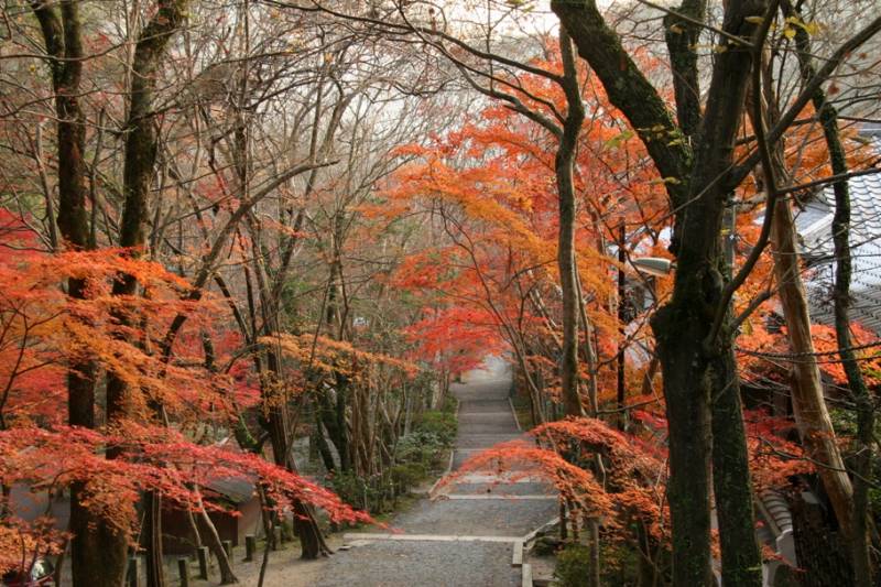 2008-09西山・紅葉 _c0185066_1020176.jpg