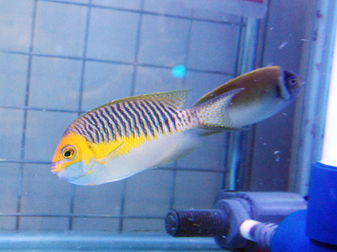 トサヤッコ_a0017072_122047.jpg