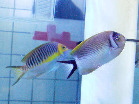 トサヤッコ_a0017072_1392325.jpg