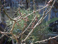 b0098584_21491095.jpg