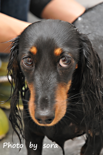 麻呂犬 Shampoo の日♪♪_e0160417_1225763.jpg