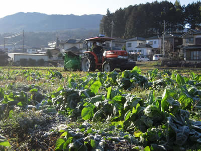 地元中津川の畑でちこり芋収穫開始_d0063218_19191012.jpg