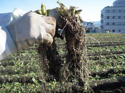 地元中津川の畑でちこり芋収穫開始_d0063218_19194576.jpg