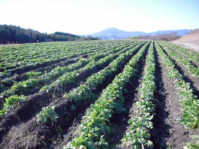 地元中津川の畑でちこり芋収穫開始_d0063218_19201865.jpg