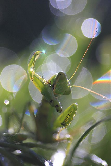 カマキリ_c0110922_2395497.jpg