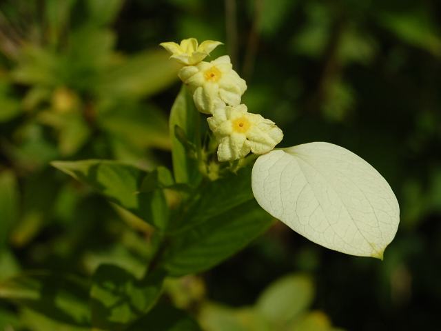 崑崙花 コンロンカ 花の仲間調べ