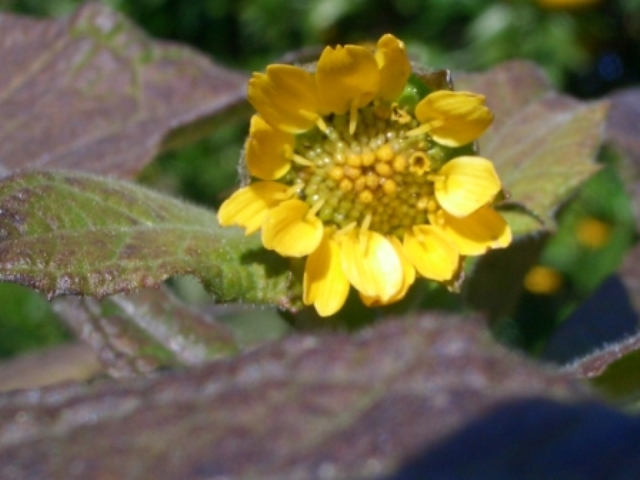 はじめて見たヤーコンの花 私の神話 湘南の風