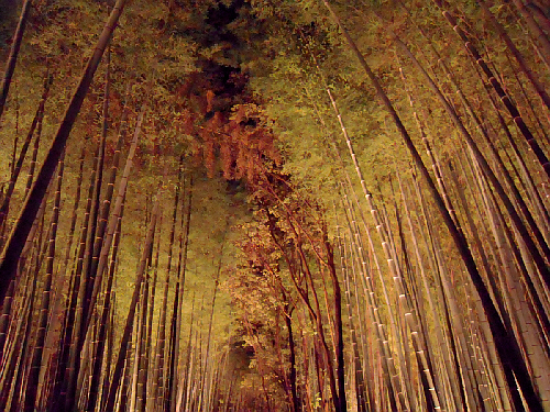 京都　嵐山・花灯路_d0017632_17251315.jpg