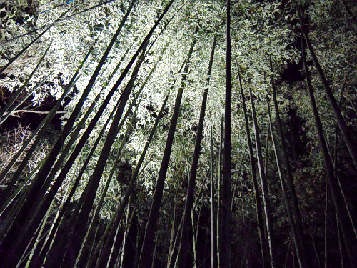 京都　嵐山・花灯路_d0017632_1795565.jpg