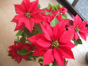 a0054240_17102253.jpg