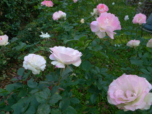 b0137841_79456.jpg