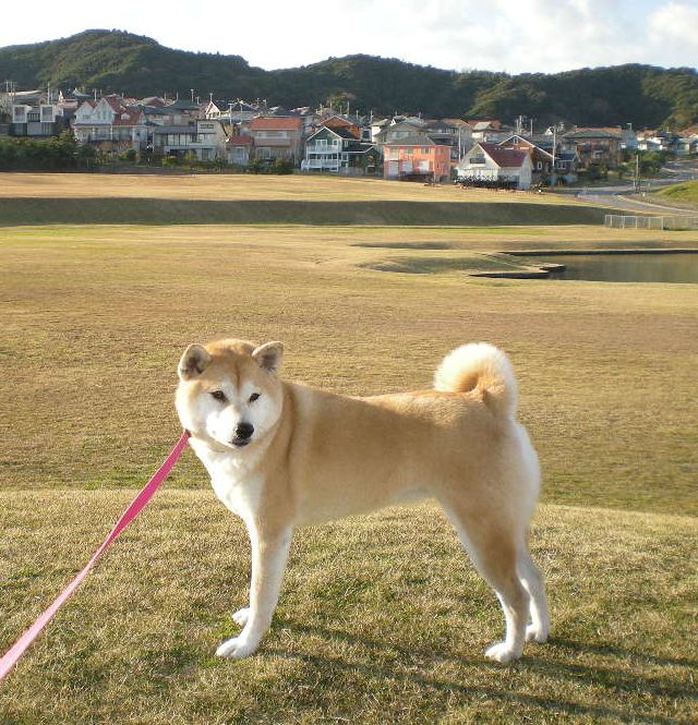 2008年12月19日(金)あれっ、一緒に寝ている!_f0060461_183497.jpg
