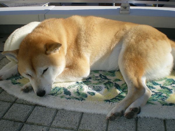 2008年12月19日(金)あれっ、一緒に寝ている!_f0060461_1835295.jpg