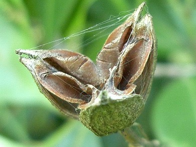 イスノキ(柞の木、柞、蚊母樹)_c0085874_22122393.jpg