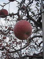 c0077697_233166.jpg