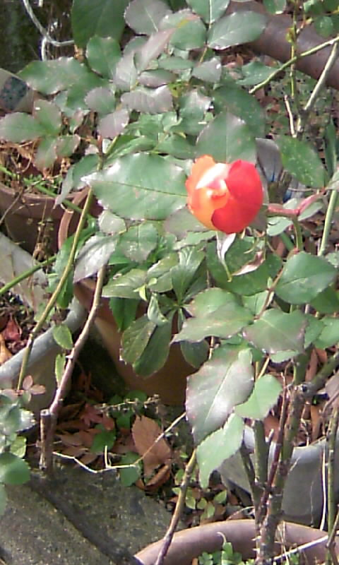 寒い冬にも、花開く！！_c0014904_13245497.jpg