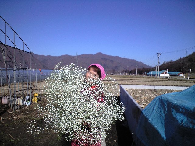 私の中のかすみ草_d0099708_1214050.jpg