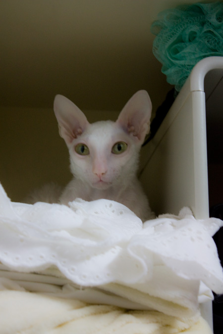 雲隠れの術 風のささやき A