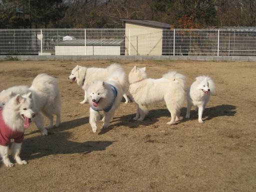 もろやまで、しゅうさくくんと再会_b0149735_18283494.jpg