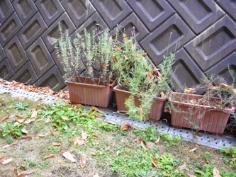 e0100046_18364451.jpg