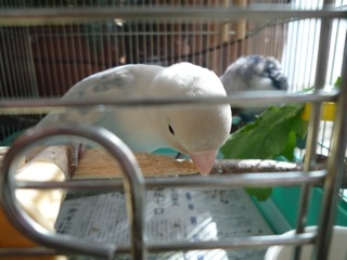 止まり木_e0147757_1403239.jpg