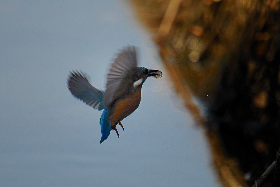 久しぶりに野鳥フィールドへ_f0055257_20161758.jpg