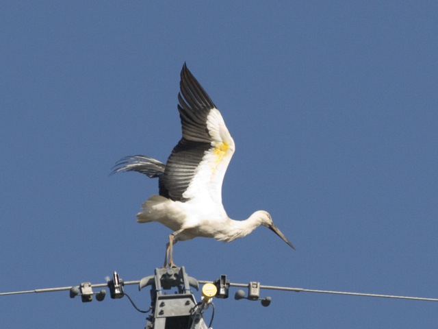 コウノトリのさっちゃん（幸ちゃん）_b0148762_2123112.jpg