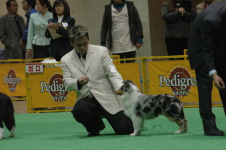 Japandogfestival 2008 単犬種合同特別本部展２_f0126965_1633774.jpg