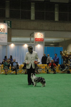 Japandogfestival 2008 単犬種合同特別本部展２_f0126965_1635369.jpg