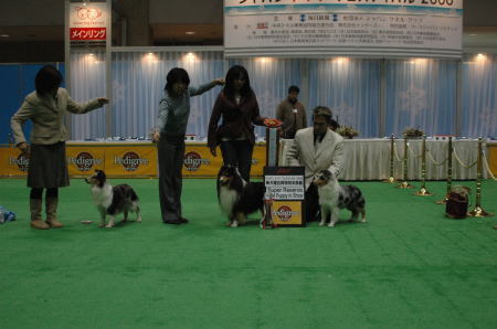 Japandogfestival 2008 単犬種合同特別本部展２_f0126965_1645179.jpg