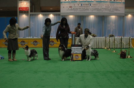 Japandogfestival 2008 単犬種合同特別本部展2_f0126965_1645179.jpg