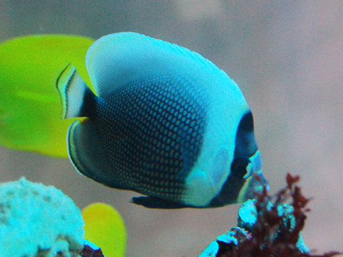 ハクテンカタギ_a0017072_135367.jpg