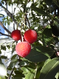 f0017897_10491396.jpg