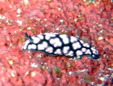 アグレッシブ?_a0043520_22212744.jpg