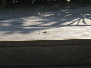 a0055835_2303188.jpg