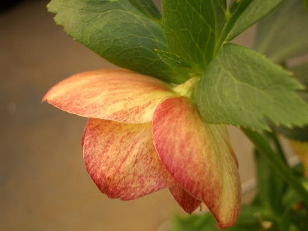 c0025140_17251038.jpg