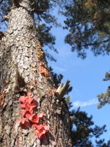 c0119142_24245.jpg