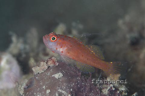 [dive.298] 初めてのドロドロ体験！_d0056263_1702941.jpg