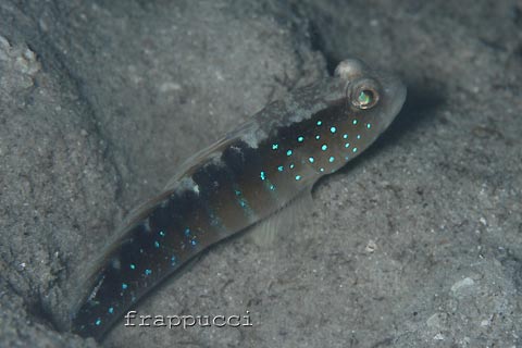 [dive.298] 初めてのドロドロ体験！_d0056263_1722628.jpg