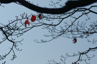 花水木の紅葉　＊ちいさなおともだちの来訪＊_d0141365_1359637.jpg