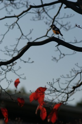 花水木の紅葉　＊ちいさなおともだちの来訪＊_d0141365_1414227.jpg