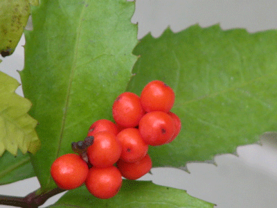 d0050472_2324542.gif