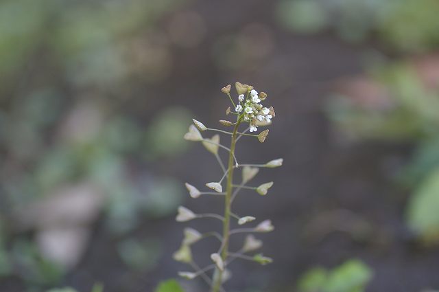 e0070891_182322100.jpg